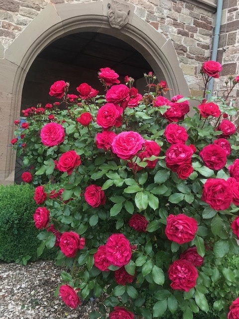 rosen2